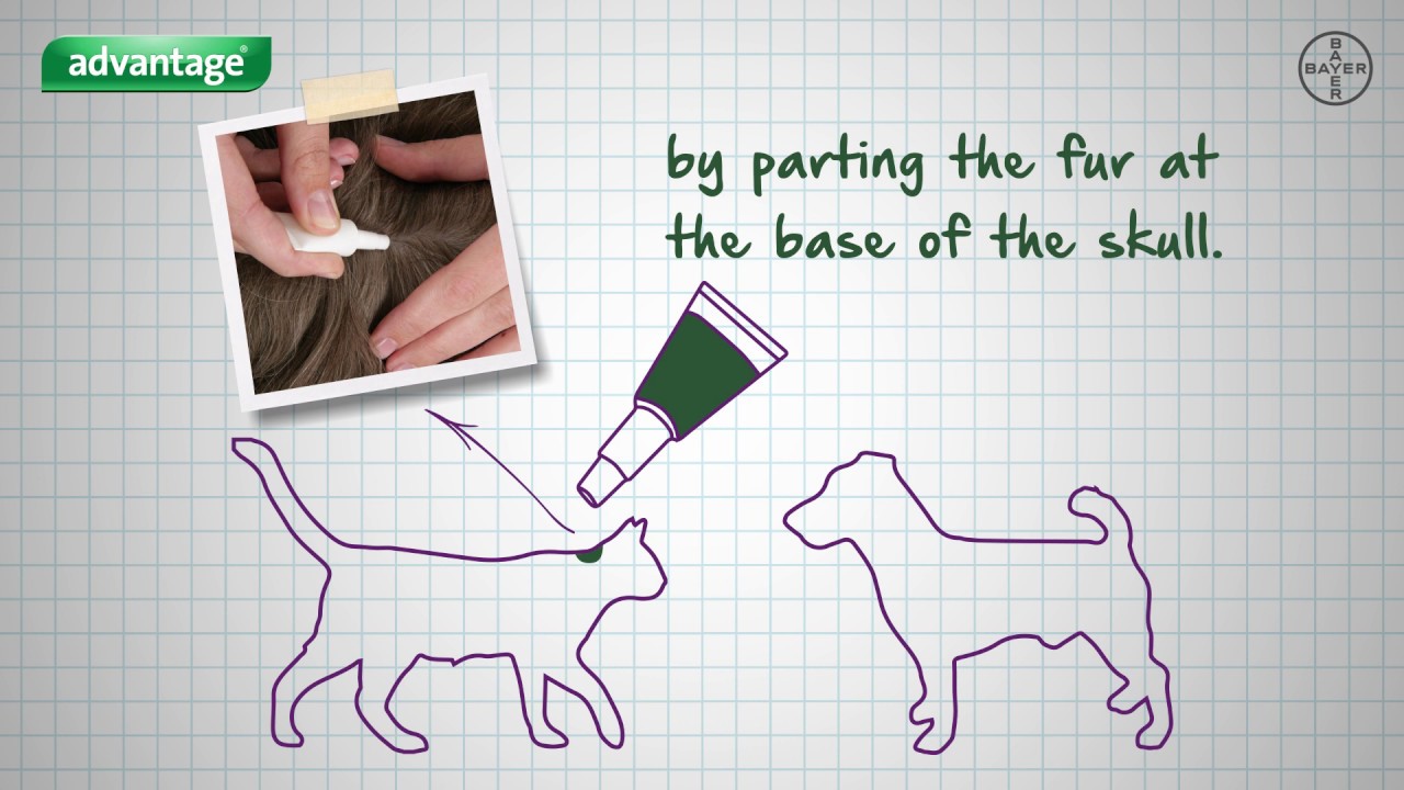 advantage 80 flea treatment