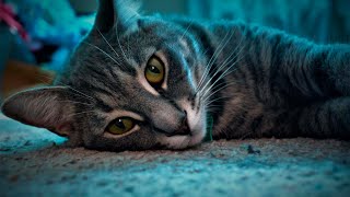 Meet the Quirky Tabby Cat: A Unique Feline Companion 🐾 by The Zoological World 116 views 5 months ago 3 minutes, 10 seconds