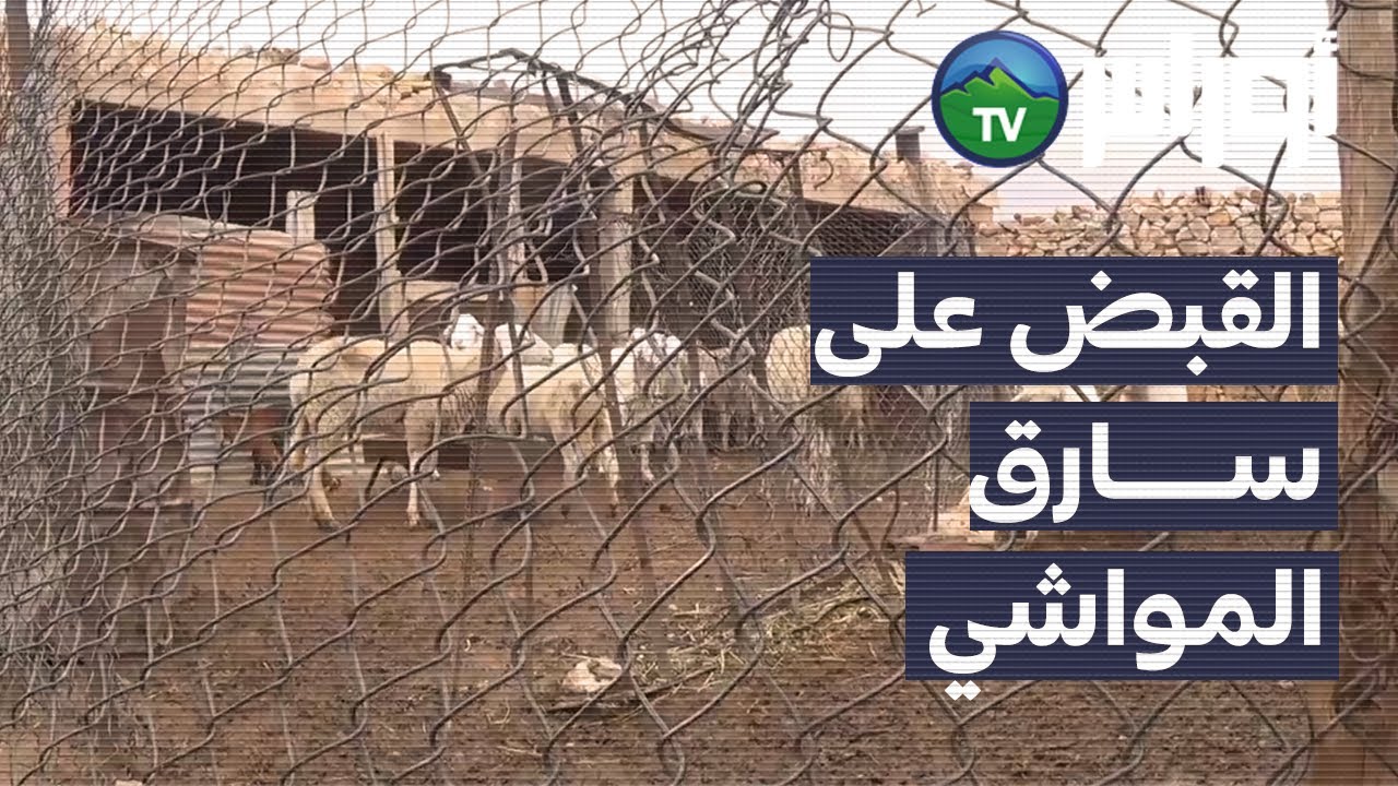 تيارت - القاء القبض على سارق المواشي - بلدية سيدي عبد الغاني