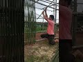 Building a bamboo house with bare hands