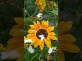 #осінь##український #ютуб #♥️💛💙🌹🌹🌹