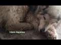 A day in the life of my senior Alaskan Malamute!