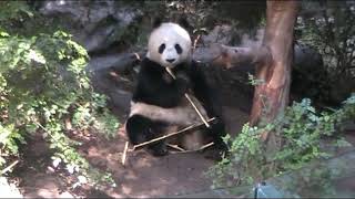 Panda Eating 12-18-18