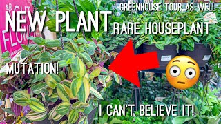 Rare Plant Find at The Home Depot as well Greenhouse Tour /  Update! Plant Vlog