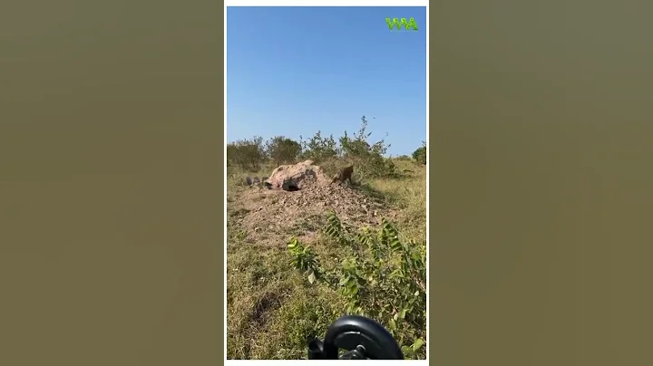 0046WWAS01 | cheetah scared with hyena 😱 | #cheetah #hyenas #4k #animals #4kstatus