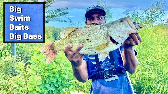 BankFishing Frogs and Swimbaits For the Biggest Bass In the Lake 