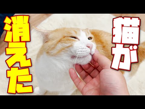 朝起きたら猫が2匹消えていました…