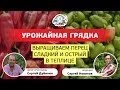 ВЫРАЩИВАЕМ ПЕРЕЦ СЛАДКИЙ И ОСТРЫЙ В ТЕПЛИЦЕ