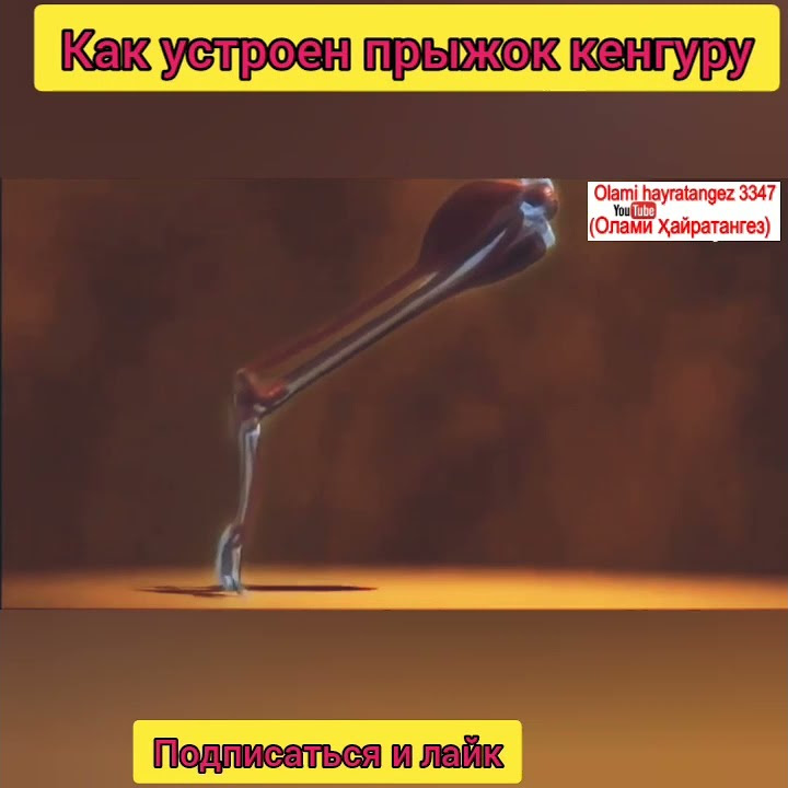 Как устроен прыжок кенгуру. Бионика. Биология - YouTube
