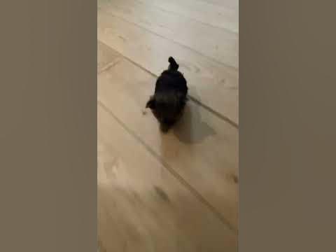 Как назвать собаку. Мальчик: - YouTube