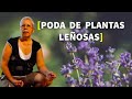 Ruda 🌱, Lavanda, Salvia, todo sobre su PODA |Recuperar un PINO LIMONERO🌲