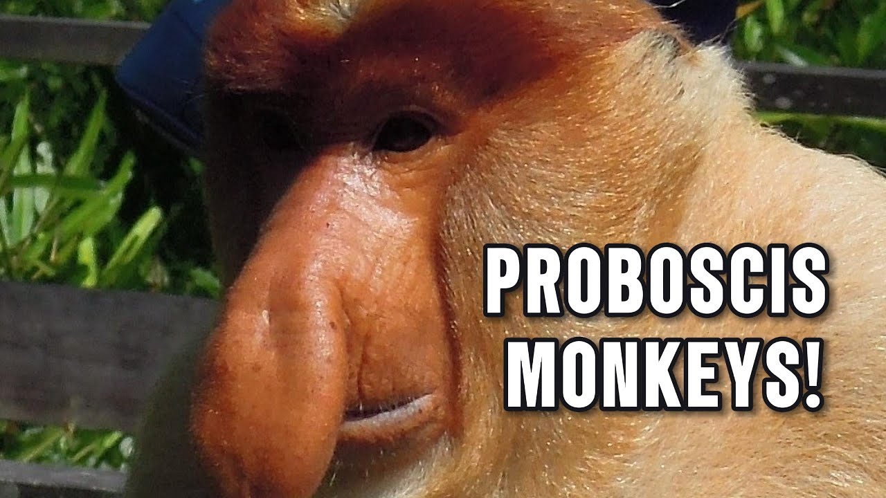 Borneo's Wild Heart: Proboscis Monkeys Up Close at Labuk Bay!