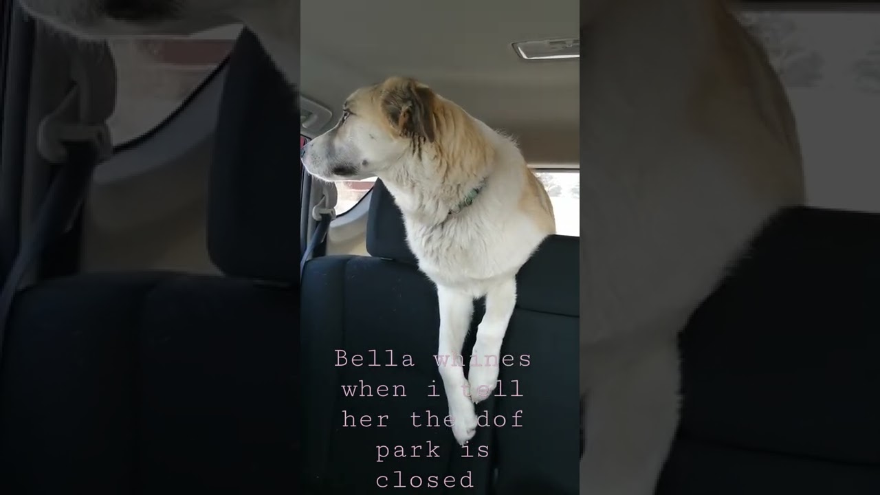 Bella whines when I tell her the dog park is still closed!