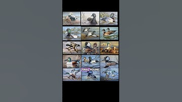 The 2024 Federal Duck Stamp Results! 🦆 #duckstamp #artcontest #artist