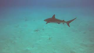 Ray of Hope dive number 2 by Jim Ryan 98 views 4 years ago 6 minutes, 22 seconds