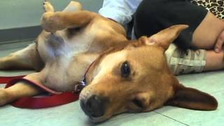 Dogs are Healers  Video on Human Animal Bond Program at Tripler Army Medical Center