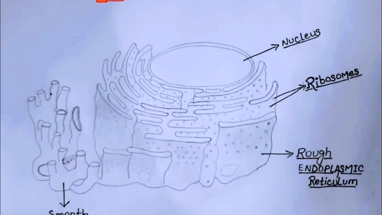 Endoplasmic Reticulum (Smooth)