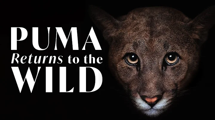 A Puma RETURNS to the WILD | In the Field with Donal Boyd
