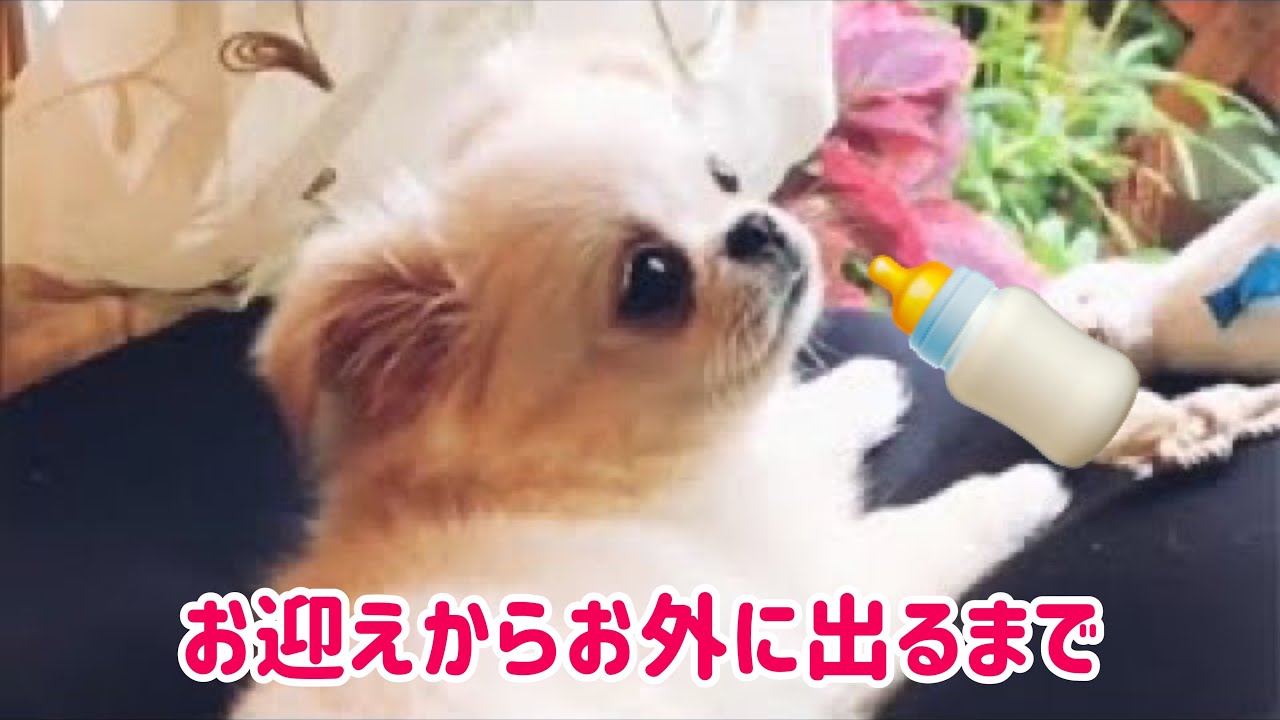 子犬のお迎えからお外に出るまで【チワペキのチャロ】 YouTube