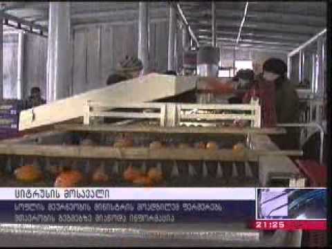 ციტრუსის მოსავლის აღების პროცესს მინისტრის მოადგილე დავით ნატროშვილი ადგილზე გაეცნო