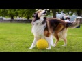 How To Potty Train a Dog - Popular Online Dog Training Videos and Advanced Dog Obedience Classes How To Potty Train a Dog - Popular Online Dog Training Videos and Advanced Dog Obedience Classes