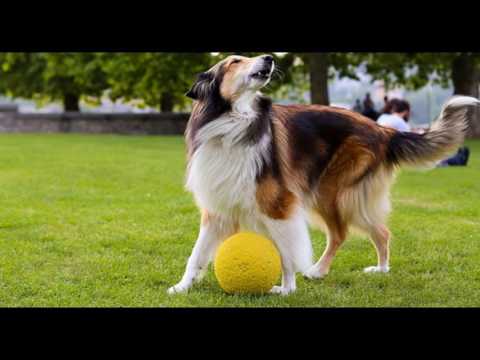 how-to-potty-train-a-dog---popular-online-dog-training-videos-and-advanced-dog-obedience-classes