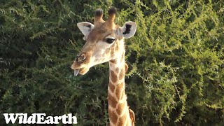 WildEarth - Sunset Safari -28 May 2023