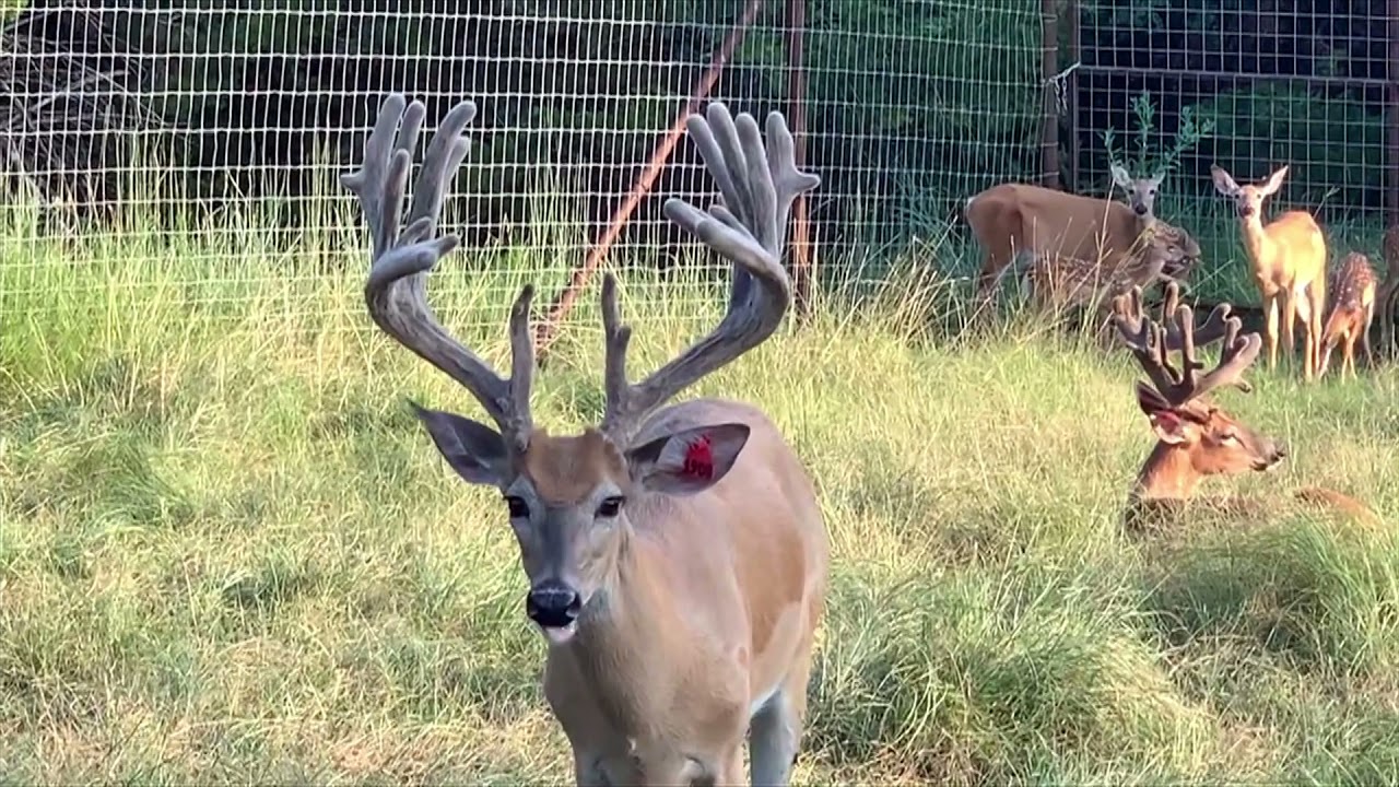 OMG!! Watching Giant Deer Antlers Grow, July 29th, Episode 12 - YouTube