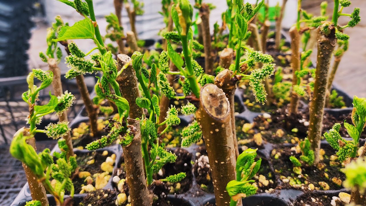 Yediveren Dut Nasıl Köklendirilir?