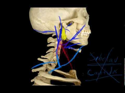 Vídeo: Anatomía, Función Y Diagrama De La Vena Yugular Externa - Mapas Corporales