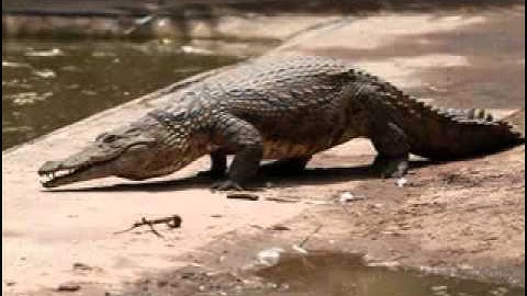 Dạy tiếng anh cho bé   đố tiếng kêu các con vật   day tieng anh cho be 6