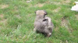 Havanese Puppies For Sale
