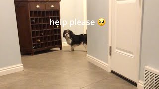 Dog's Funny Attempts to Get her Ball by Isabelle The Cavalier 1,408 views 1 year ago 2 minutes, 42 seconds