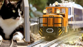 Cleaning Saharan dust from the garden railway  cat vs. train