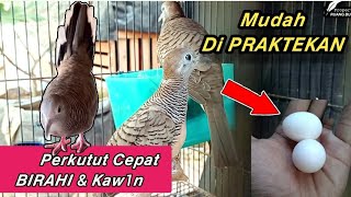 CARA CEPAT AGAR PERKUTUT BIRAHI DAN KAW1N || Menaikan Birahi Perkutut agar Cepat Kaw1n dan Nelur