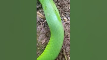 rắn lục đuôi đỏ độc cực mạnh