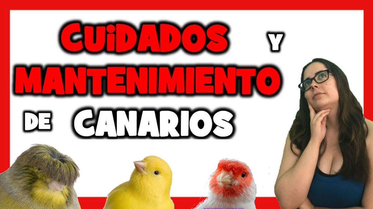 Haz lo mejor que pueda frecuentemente Torrente Care of the Canary 🐤 Tips on how to care for a Canary - YouTube