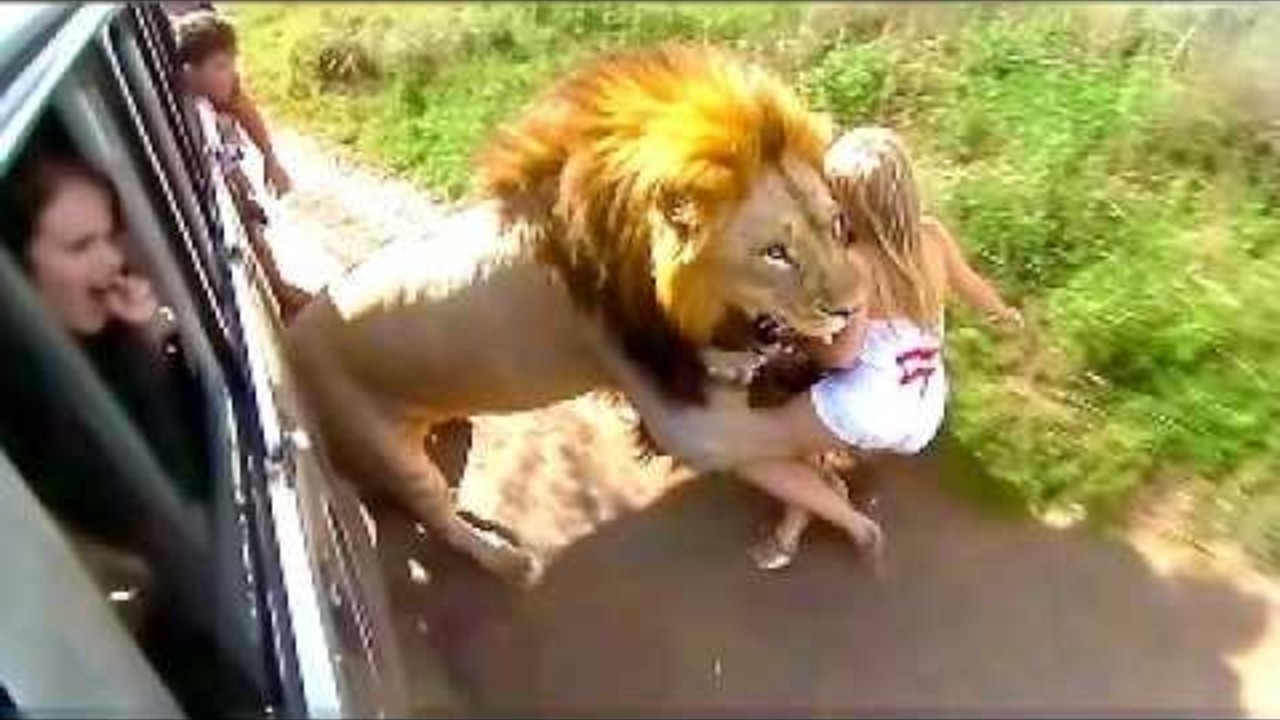 Les Moments de Safari les Plus Fous Filmés par des Caméras !