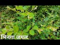 Natural Beauty Bhinga Jungle Bhinga Forest Bhinga Shravasti Green Beauty Flower Beauty Natural Beauty Bhinga Jungle Bhinga Forest Bhinga Shravasti Green Beauty Flower Beauty