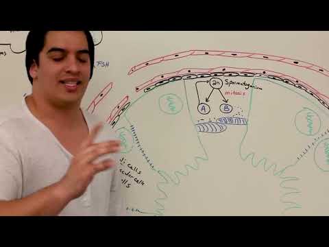 Male Reproductive System Spermatogenesis