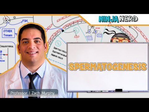 Male Reproductive System | Spermatogenesis