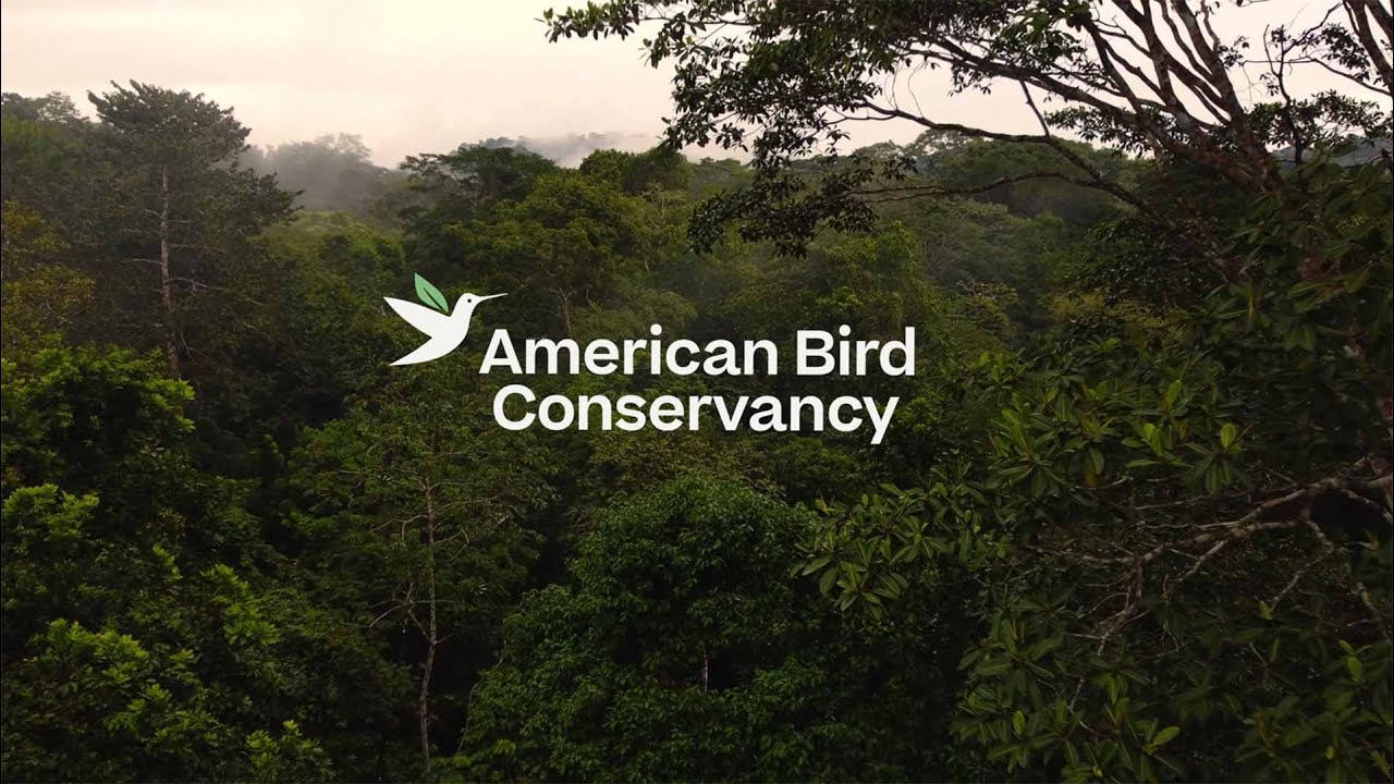 American Bird Conservancy: Bold Action for Birds Across the Americas