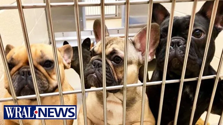 Adoptions needed: Wake animal shelter may be force...