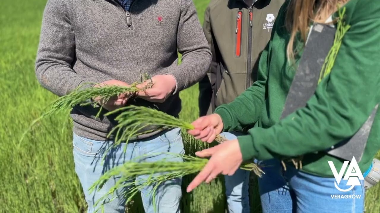 Améliorer le rendement du LIN : Essai du biostimulant VERALEAF | VERAREPORT