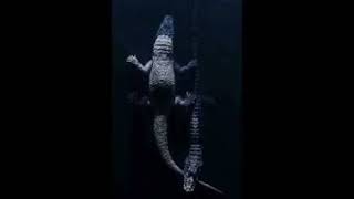 Era7Capone - Halletim