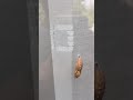 Pupa/Chrysalis on glass door