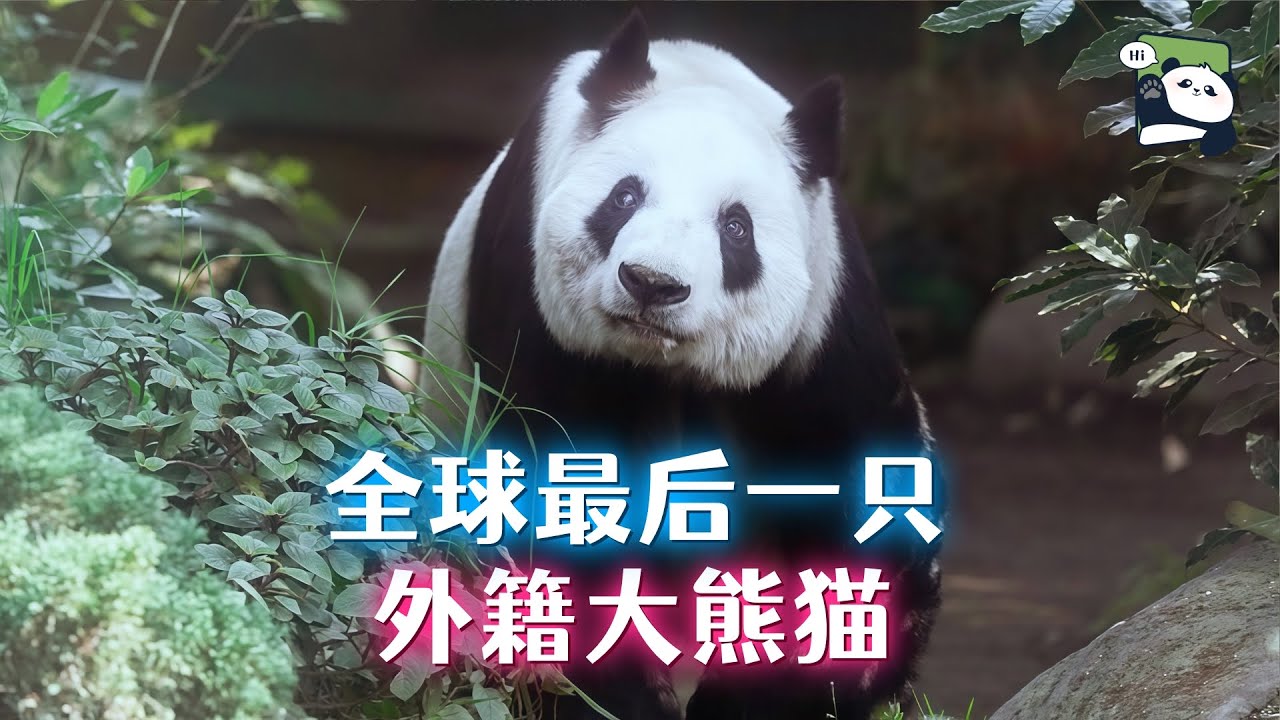 身在墨西哥，不吃仙人掌，全球最后一只外籍大熊猫的家族故事