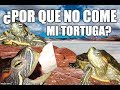 ¿por que no come mi tortuga?