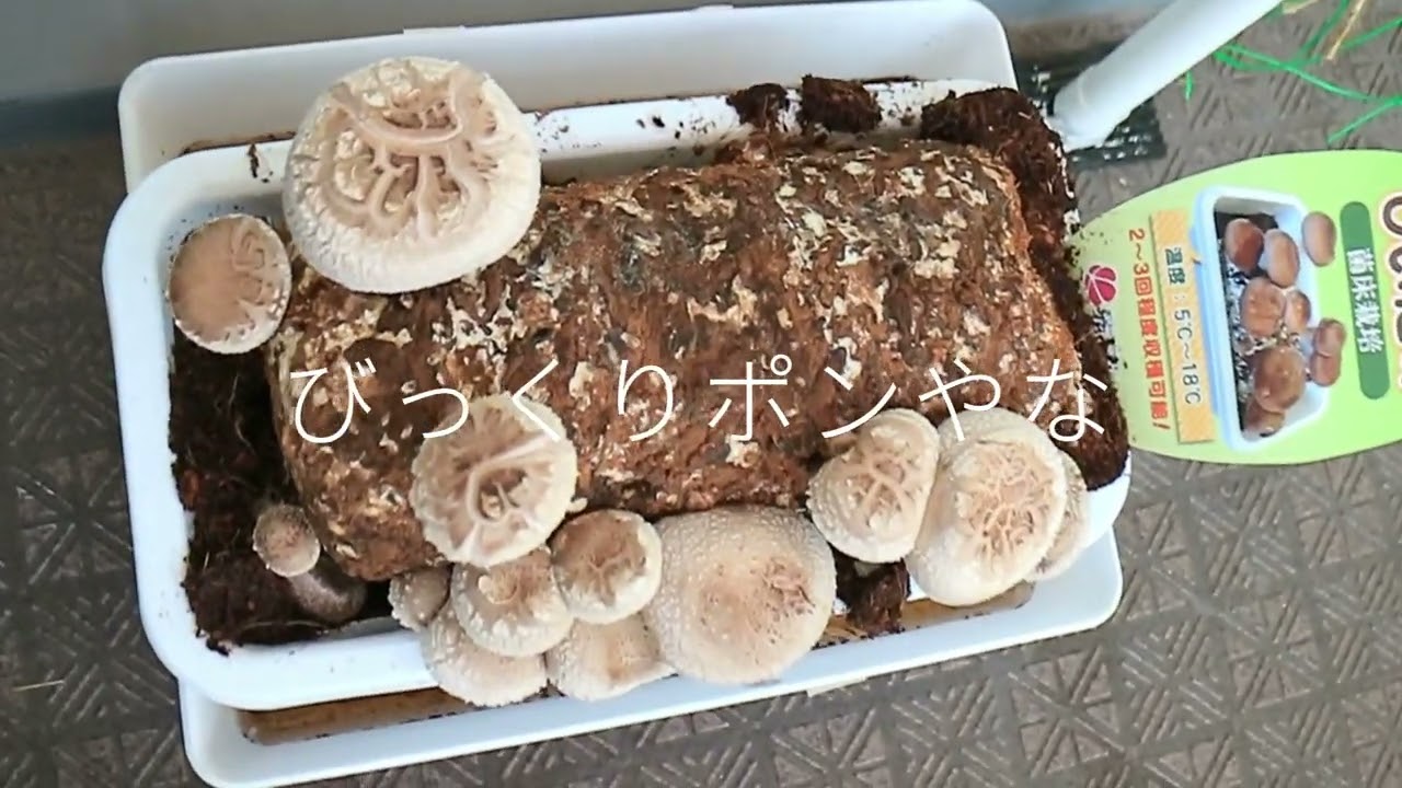 新たな楽しみが増えました！びっくりポン！しいたけ栽培   ベランダ産  ＃80　　年金受給者の趣味