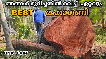The best quality mahogany we have ever cut 🥹👌🏻 | Biggest tree cutting in kerala | Stihl ms 382